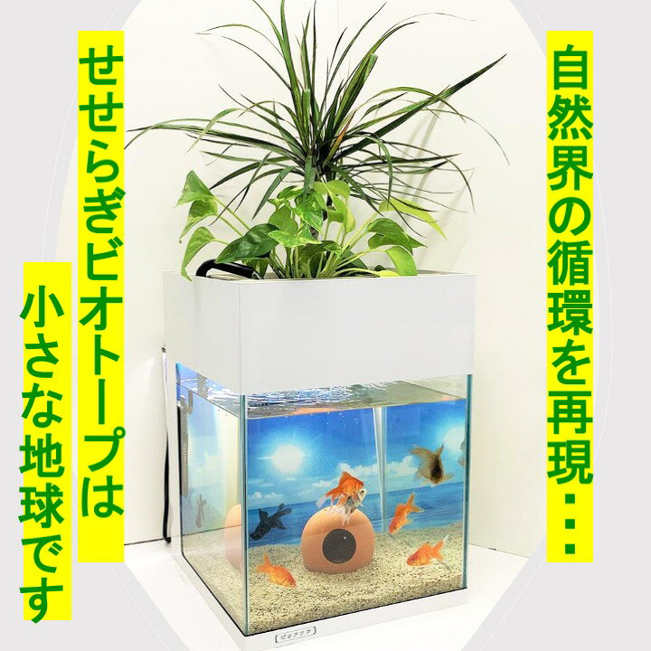 在庫僅少 8l ベタ 照明なし 熱帯魚 cm アクアポニクス 水替え不要 西条庭園 金魚 せせらぎビオトープ まちかど情報室 水音 おはよう日本 癒やし メダカ 水槽用 Nhk 観葉植物 インテリア 基本水槽セット 送料無料 熱帯魚 アクアリウム