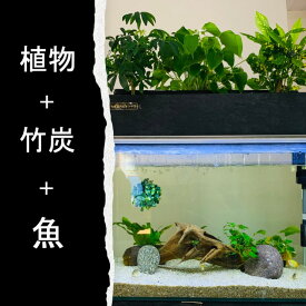 楽天市場 Tvで紹介されました せせらぎビオトープ 水替え不要 基本水槽セット 25cm 水槽用 15l 照明なし Nhk おはよう日本 まちかど情報室 アクアポニクス インテリア 金魚 メダカ 熱帯魚 観葉植物 癒やし 水音 西条庭園 送料無料 西条庭園