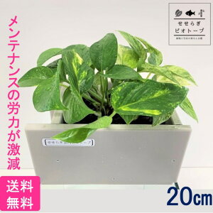金魚 水槽 フィルター 水槽の人気商品 通販 価格比較 価格 Com 金魚 水槽 フィルター 水槽の人気商品 通販 価格比較 価格 Com
