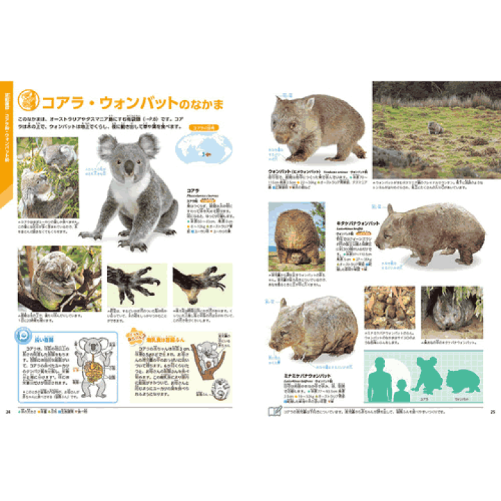 動物に関する教科書セット 第2版 【総額24000円】 ブタの動物学 (アニマルサイエンス 4) | 田中 智夫 |本 | 通販