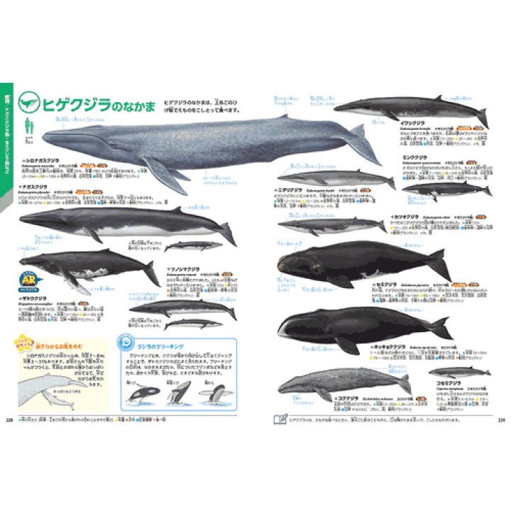 動物に関する教科書セット 第2版 【総額24000円】 Amazon.co.jp: 人間はどういう動物か (ちくま学芸文庫 ヒ 11-2