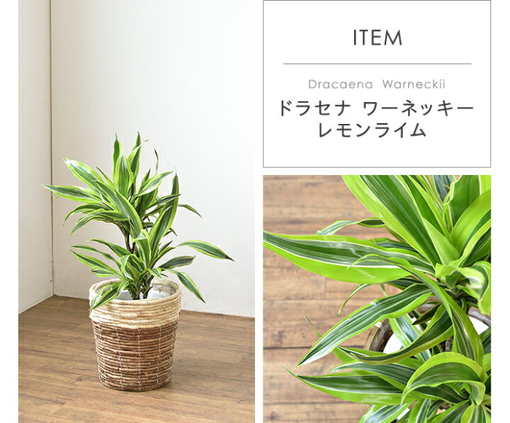 楽天市場 選べる鉢カバー付き 当店人気の観葉植物選べる11種類 7号鉢 パキラ サンスベリア ポトス 幸福の木 ユッカ モンステラ メキシコケンチャヤシ ストレリチア オーガスタ レモンライム 大型 おしゃれ ドラセナ お祝い 開店祝い 移転祝い 室内 オフィス