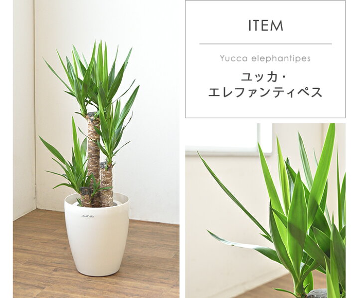 楽天市場 パキラ ポトス 幸福の木 サンスベリア 当店人気の観葉植物選べる9種類 7号鉢 選べる鉢カバー付き 大型 お祝い 開店祝い 福袋 花 母の日 観葉植物の専門店 彩植健美 楽天市場 パキラ ポトス 幸福の木 サンスベリア 当店人気の観葉植物選べる9種類 7号鉢 選べる鉢カバー付き 大型 お祝い 開店祝い 福袋 花 母の日 観葉植物の専門店 彩植健美