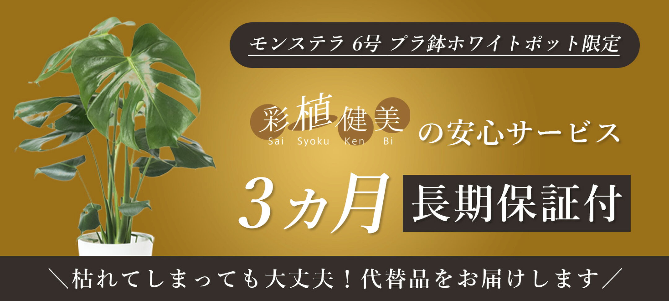 長期保証付きモンステラ