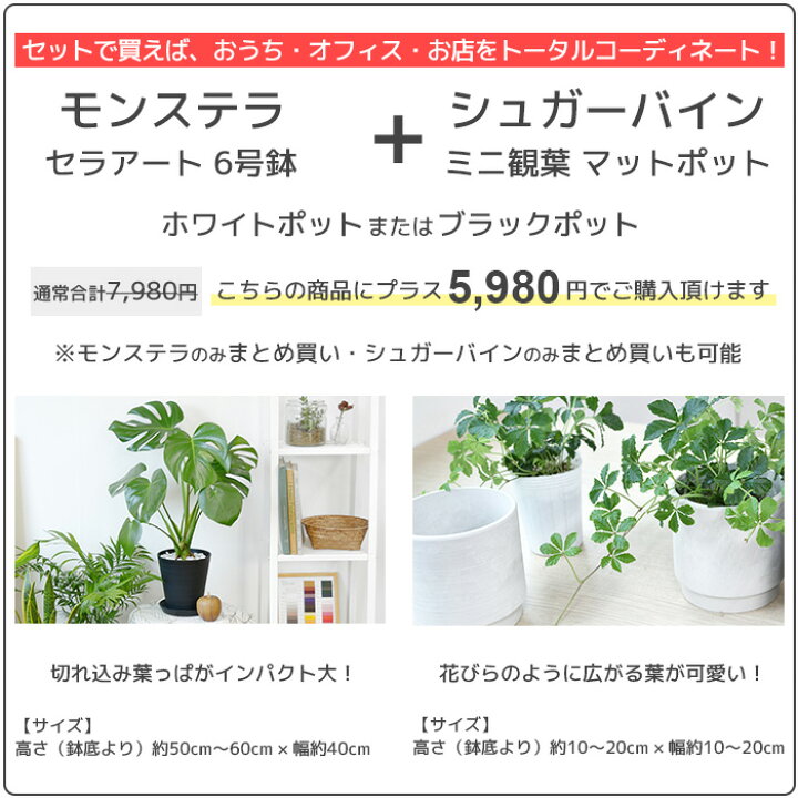 楽天市場 選べる セラアート鉢 8号鉢 観葉植物 ゲッキツ シルクジャスミン パキラ サンスベリア アレカヤシ ポトス ヘゴ仕立て ガジュマルの木 ポトス タワー仕立て 大型 インテリア 開店祝い 移転祝い おしゃれ 花 ブラック ホワイト 室内 オフィス ギフト プレゼント 楽天市場 選べる セラアート鉢 8号鉢 観葉植物 ゲッキツ シルクジャスミン パキラ サンスベリア アレカヤシ ポトス ヘゴ仕立て ガジュマルの木 ポトス タワー仕立て 大型 インテリア 開店祝い 移転祝い おしゃれ 花 ブラック ホワイト 室内 オフィス ギフト プレゼント