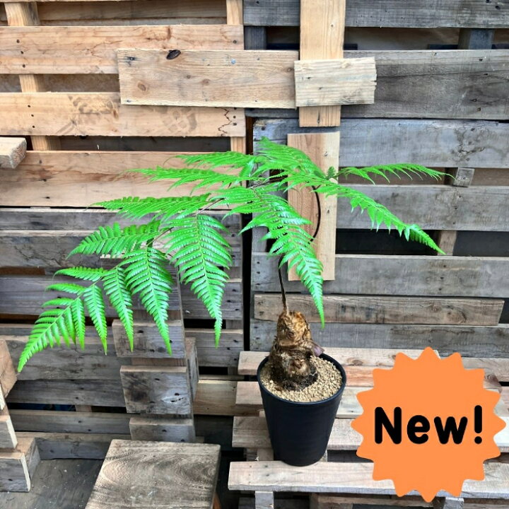 楽天市場】観葉植物 希少【現品】タカワラビ(キンモウコウ) 000746 