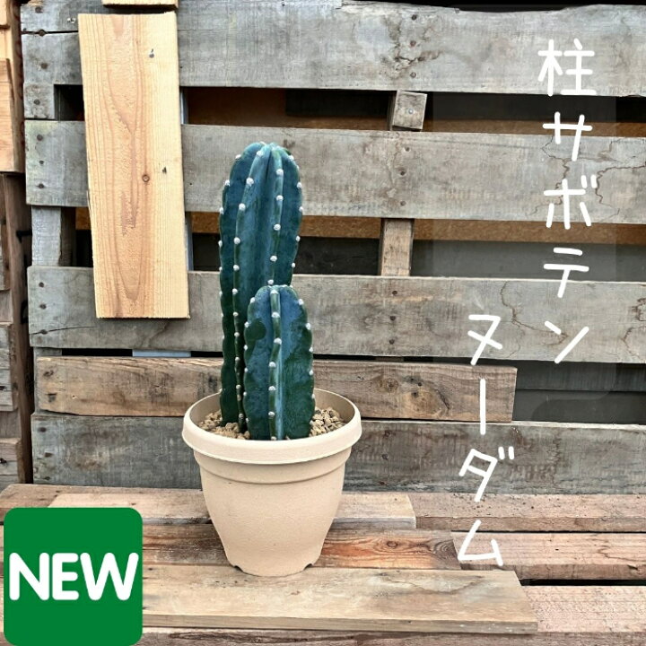 楽天市場】観葉植物【現品】 おすすめ！柱サボテン ヌーダム 2本植え 