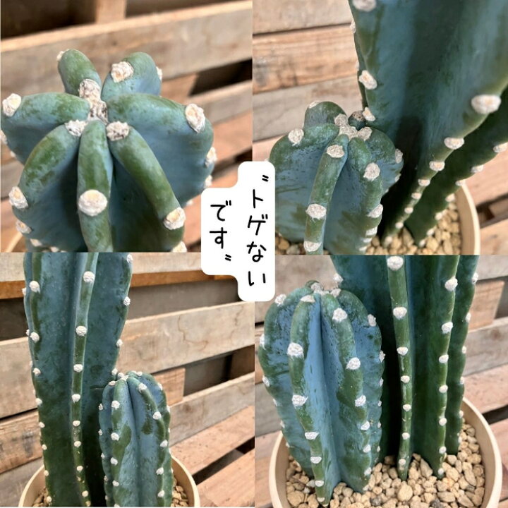 楽天市場】観葉植物【現品】 おすすめ！柱サボテン ヌーダム 2本植え 