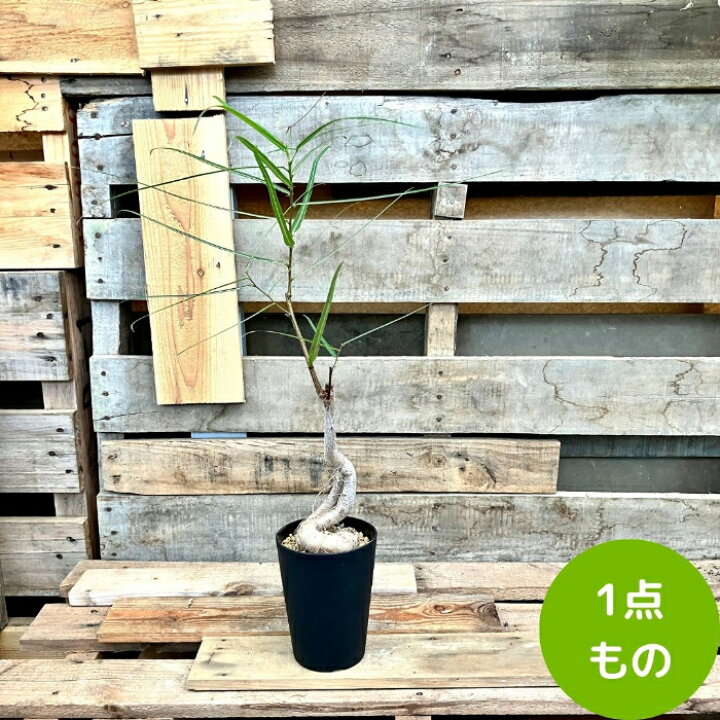楽天市場】観葉植物 【現品】 ブラキキトン ルペストリス 【ボトル 