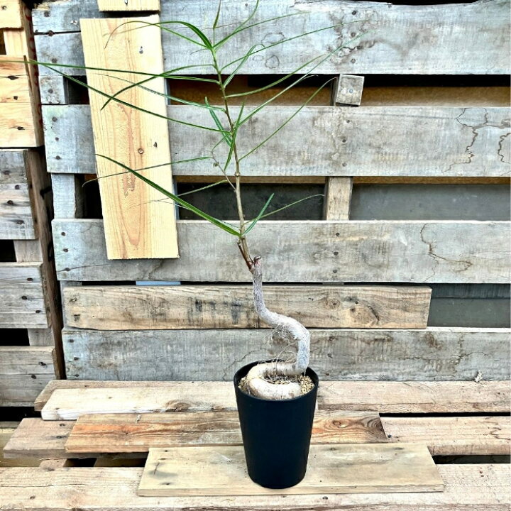 楽天市場】観葉植物 【現品】 ブラキキトン ルペストリス 【ボトル 