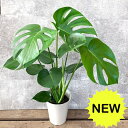 観葉植物 本物 【新品】モンステラ6号サイズ　人気商品　室内用