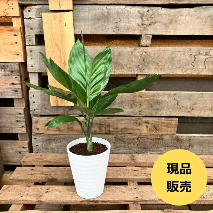 楽天市場】観葉植物 【現品】 希少 テネラヤシ 『チャメドレア 