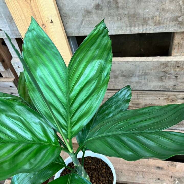 楽天市場】観葉植物 【現品】 希少 テネラヤシ 『チャメドレア 