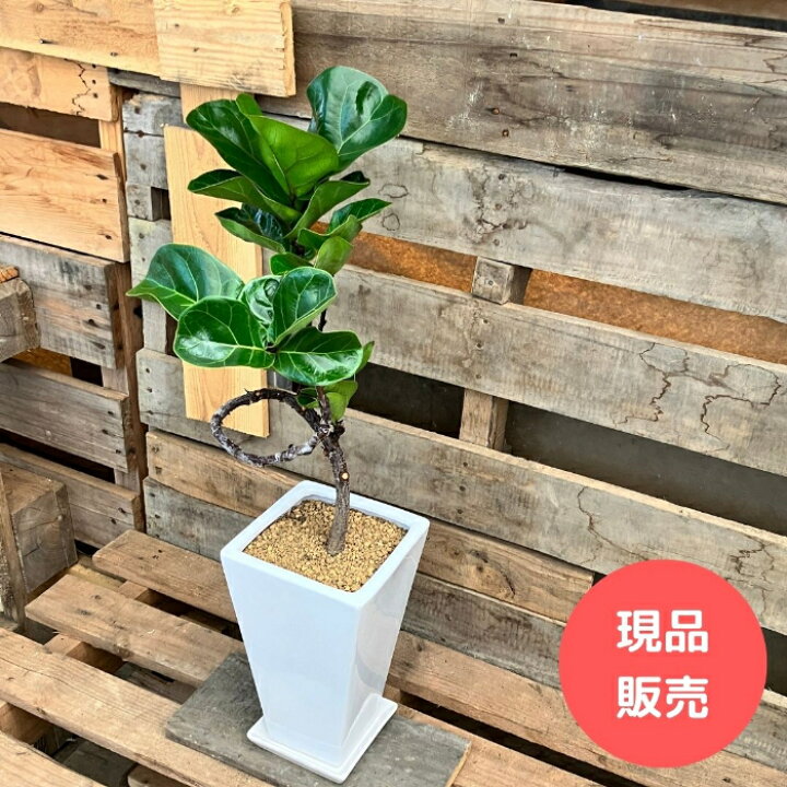 楽天市場】観葉植物 【現品】 フィカス・リラータ・バンビーノ 
