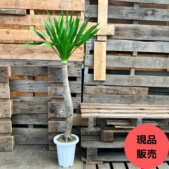 楽天市場】観葉植物 【現品】 希少 ドラセナ パラオ 新品 000911 
