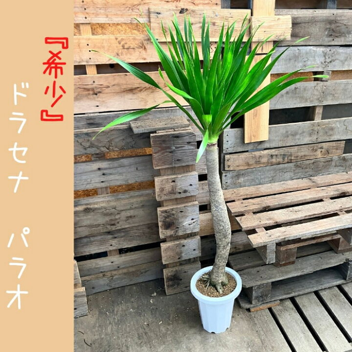 楽天市場】【10日01:59までポイント3倍】観葉植物 【現品】 希少 
