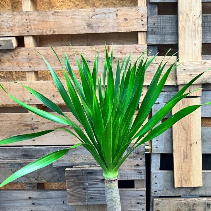 楽天市場】観葉植物 【現品】 希少 ドラセナ パラオ 新品 000911 