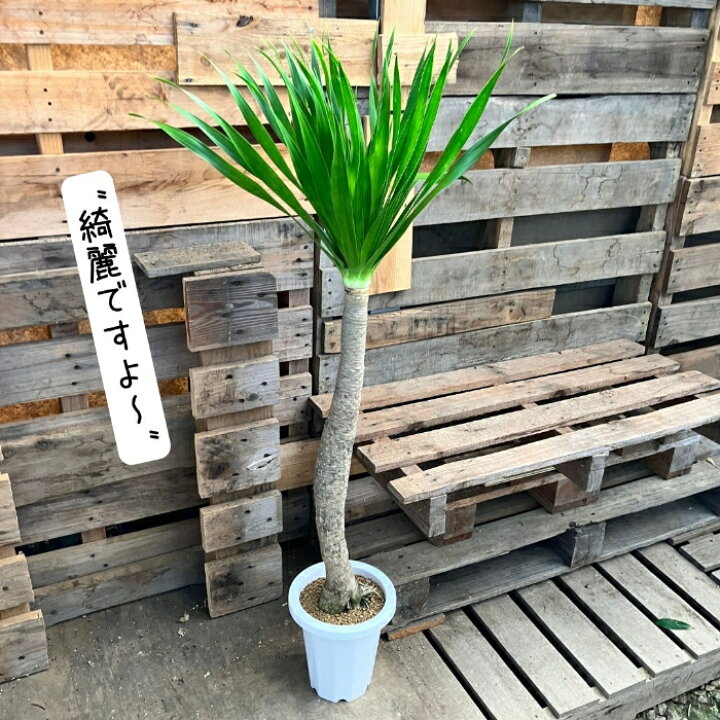 楽天市場】観葉植物 【現品】 希少 ドラセナ パラオ 新品 000911 