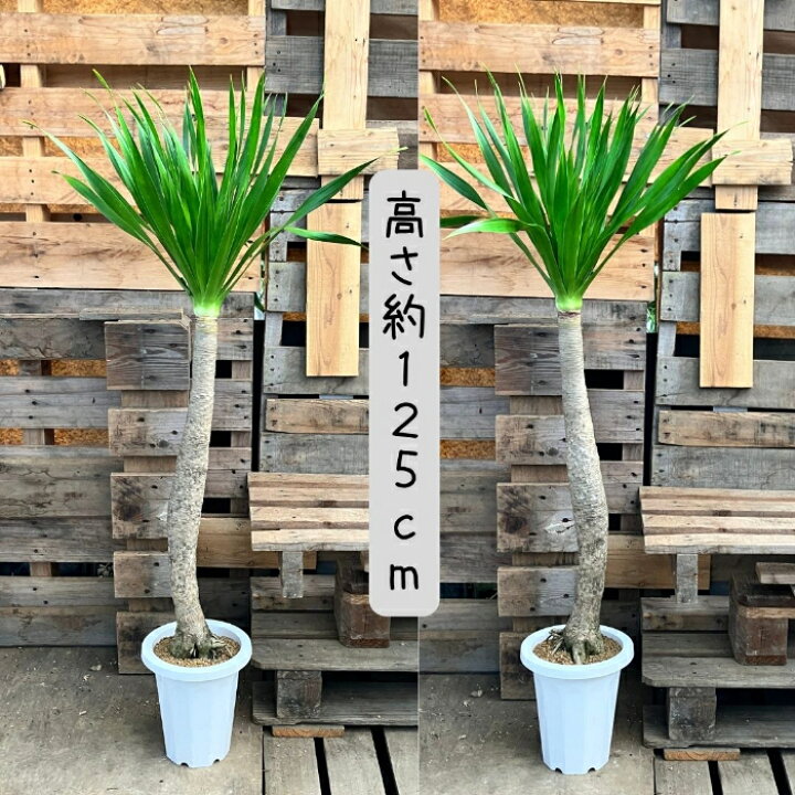 楽天市場】【10日01:59までポイント3倍】観葉植物 【現品】 希少 