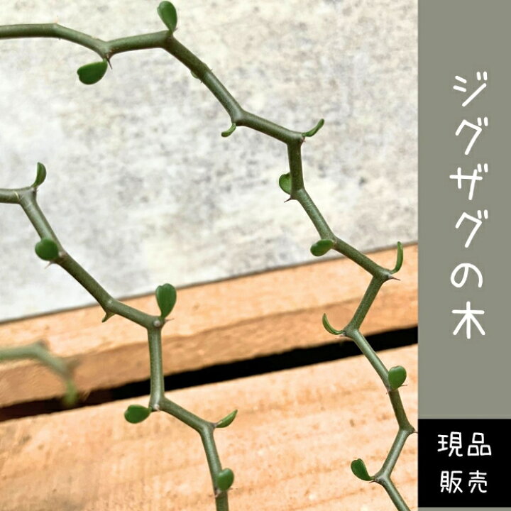 楽天市場】【26日01:59まで最大7%引クーポン配布中】観葉植物 【現品 