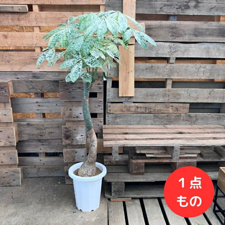 楽天市場】観葉植物 【現品】激レア 斑入りパキラ ミルキーウェイ 新品 