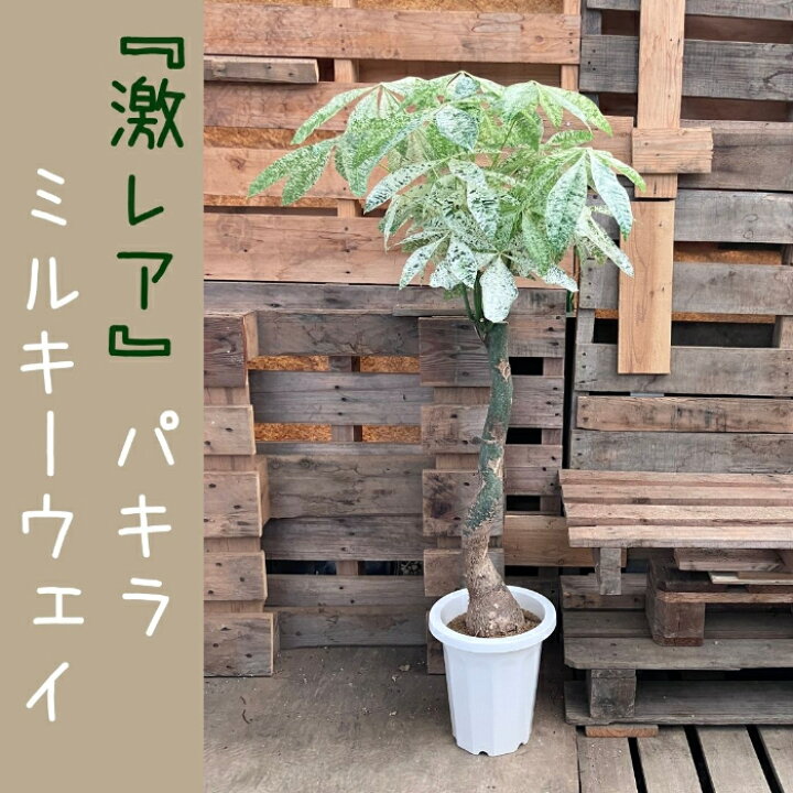 楽天市場】観葉植物 【現品】激レア 斑入りパキラ ミルキーウェイ 新品 