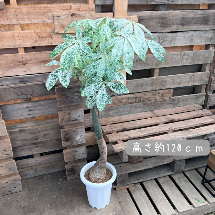 楽天市場】観葉植物 【現品】激レア 斑入りパキラ ミルキーウェイ 新品 