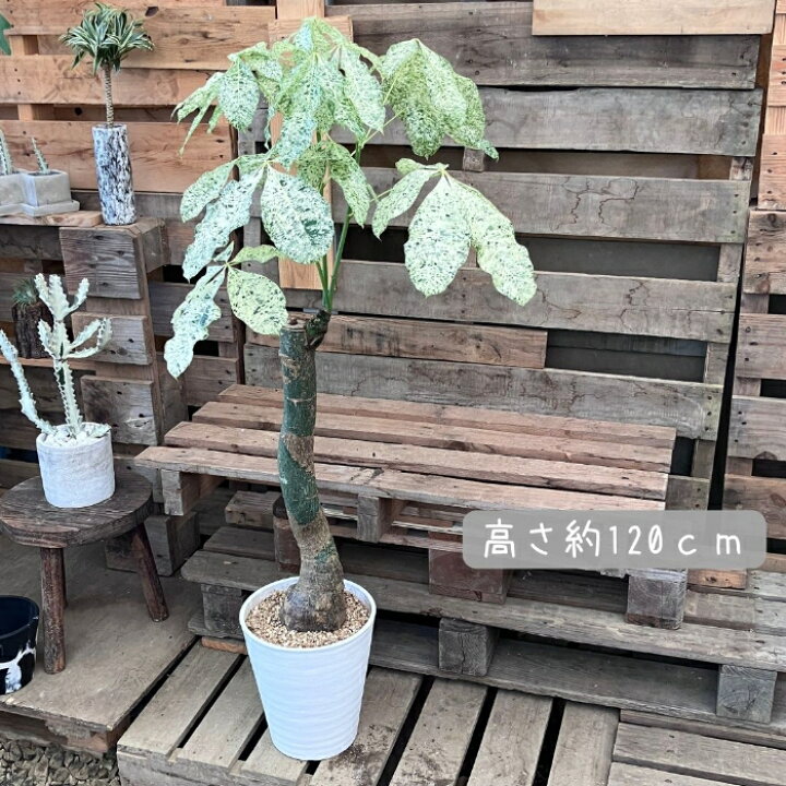 楽天市場】観葉植物 【現品】激レア 斑入りパキラ ミルキーウェイ 新品 