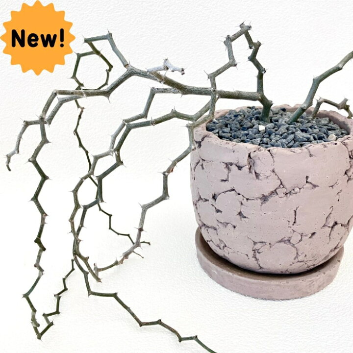 楽天市場】観葉植物 【現品】 希少 デカリア・マダガスカリエンシス 