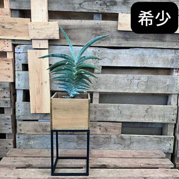 楽天市場】観葉植物 本物 【現品】☆希少☆ サンスベリア・パウエル 