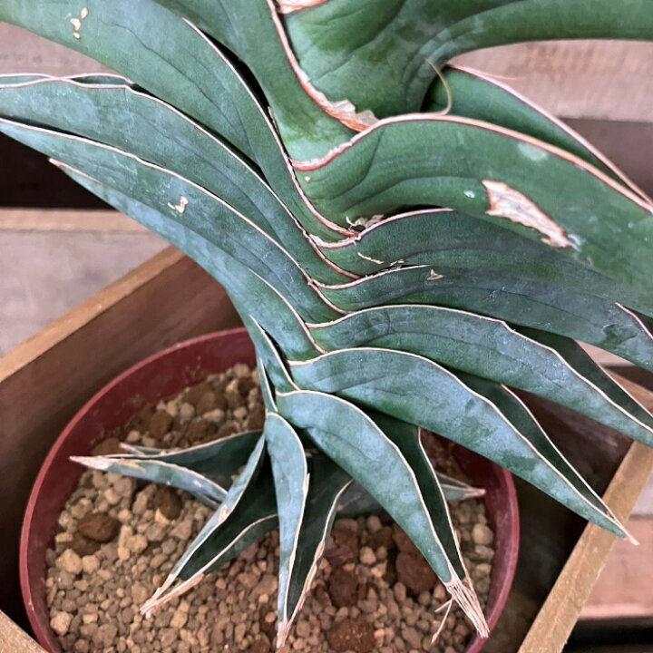 楽天市場】観葉植物 本物 【現品】☆希少☆ サンスベリア・パウエル 