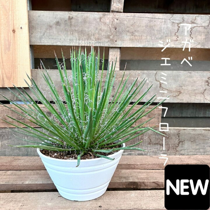 楽天市場】【11日01:59までポイント3倍】観葉植物 現品 アガベ 