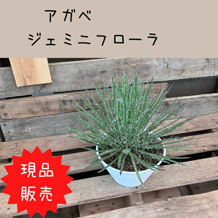 楽天市場】【26日01:59まで最大7%引クーポン配布中】観葉植物 現品 