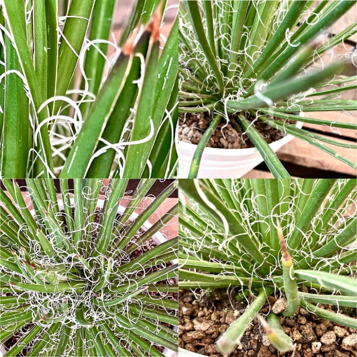 楽天市場】【11日01:59までポイント3倍】観葉植物 現品 アガベ 