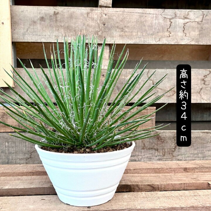 楽天市場】【26日01:59まで最大7%引クーポン配布中】観葉植物 現品 