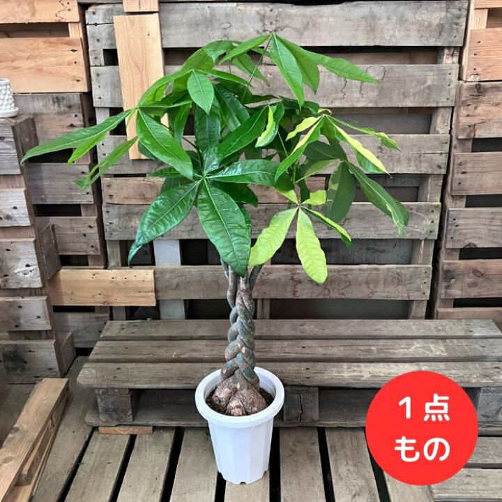 楽天市場】【26日01:59までポイント3倍】観葉植物 【現品】 激レア 
