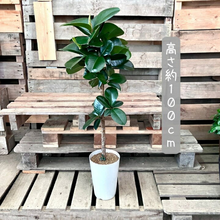 楽天市場】観葉植物 新品 ☆現品☆ フィカス・ソフィア 001087 現品 