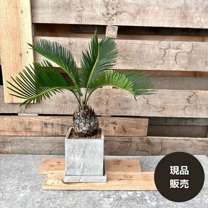 楽天市場】観葉植物 現品 屋外用 おしゃれな陶器鉢入り ソテツ (蘇鉄 