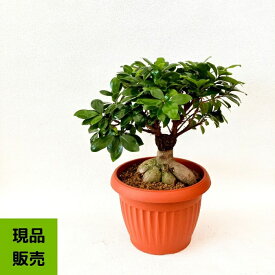 NEW【現品】 観葉植物　ガジュマル　7号サイズ 人気商品　ボリュームあり。001123父の日