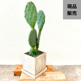 【7日までポイント3倍】観葉植物 【現品】シックな陶器鉢入り　オプンチア　 大丸盆　ウチワサボテン　　001147 父の日