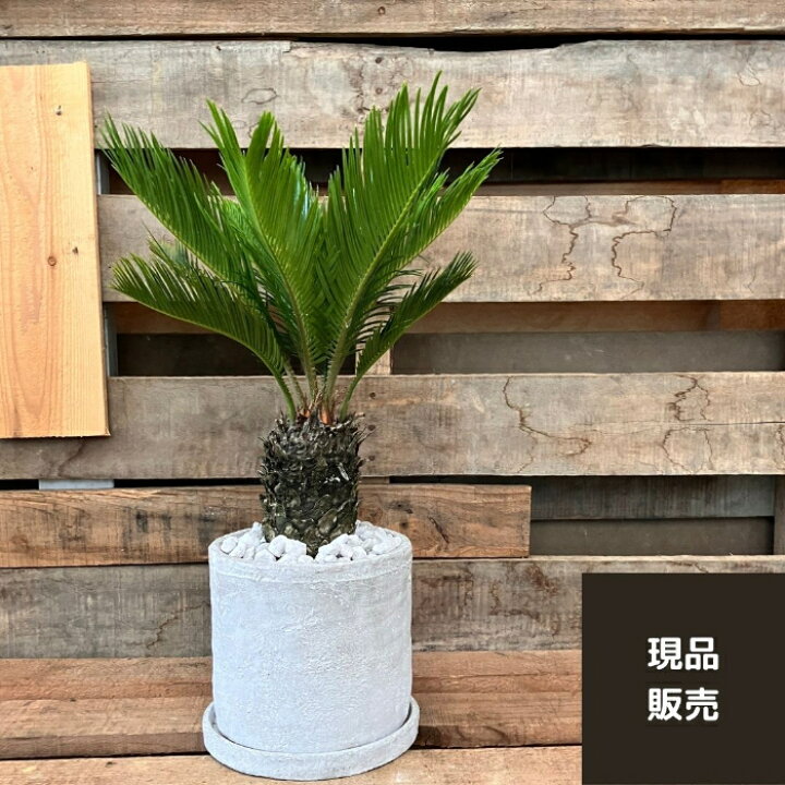 楽天市場】【10日01:59までポイント3倍】観葉植物 【現品】☆屋外用 
