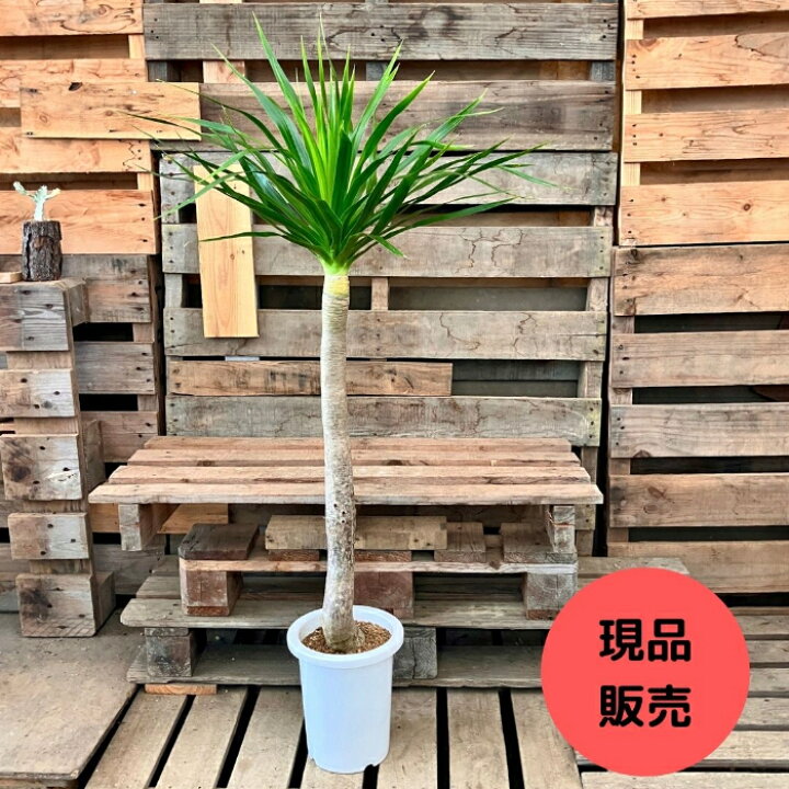 楽天市場】観葉植物 本物 【現品】 希少 ドラセナ パラオ 新品 001195 