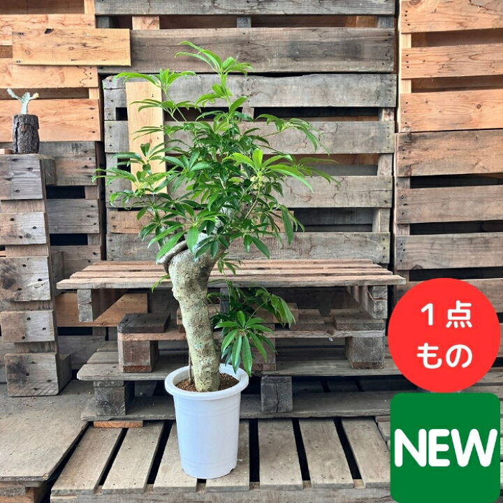 楽天市場】【16日01:59まで最大7%引クーポン配布中】観葉植物 本物 