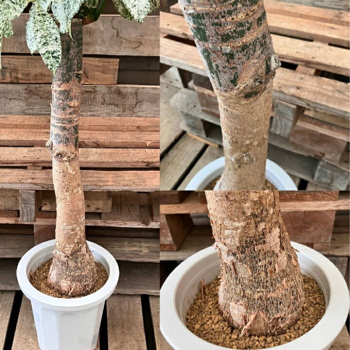 楽天市場】観葉植物 本物 【現品】激レア 斑入りパキラ ミルキーウェイ 