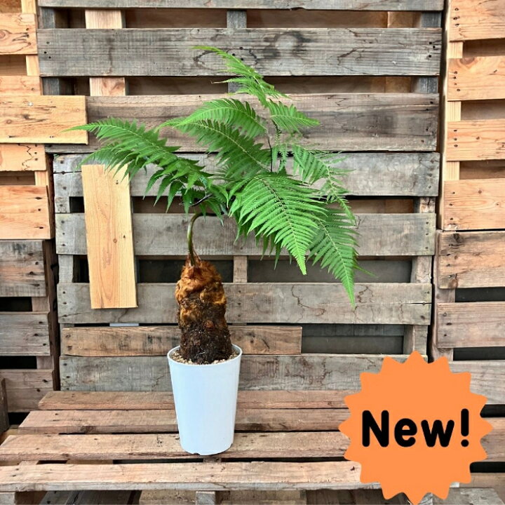 楽天市場】【11日01:59までポイント3倍】観葉植物 本物 ☆希少☆【現品 