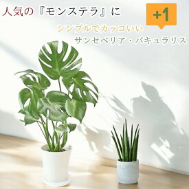 観葉植物 本物 新品　★2個セット★ モンステラ6号　と　サンセベリア　バキュラリス（白ポット入り）　おすすめ商品セット販売　001561