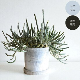 観葉植物 本物 【1点もの】★レアもの★現品・新品★　ユーフォルビア プラティクラダ　 『ゾンビプランツ』001685