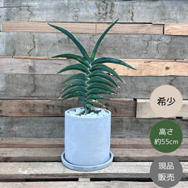 観葉植物 本物 【現品】★希少★ サンスベリア・パウエル　おしゃれな陶器鉢入り　001702
