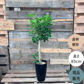 【16日までポイント2倍】観葉植物 本物　【現品】 唯一無二　直幹ガジュマル　7号サイズ 人気商品　001701