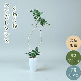 観葉植物 本物 【現品】 ★くねくね樹形★　唯一無二　フィカス　ベンガレンシス　新品　　001710